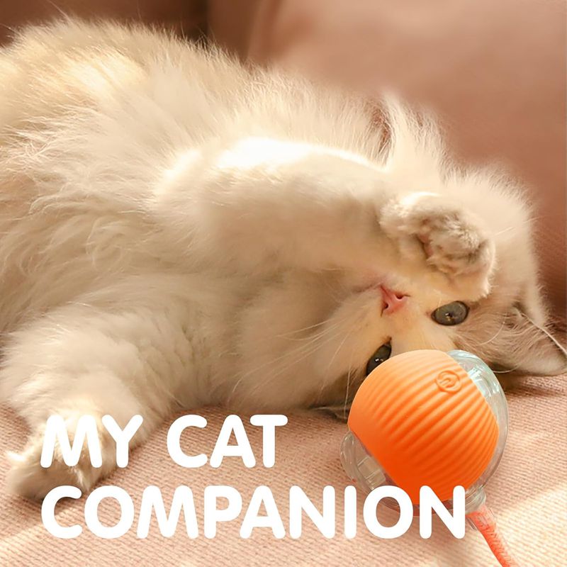 Chat compagnon avec la balle NWIRA - Section problème