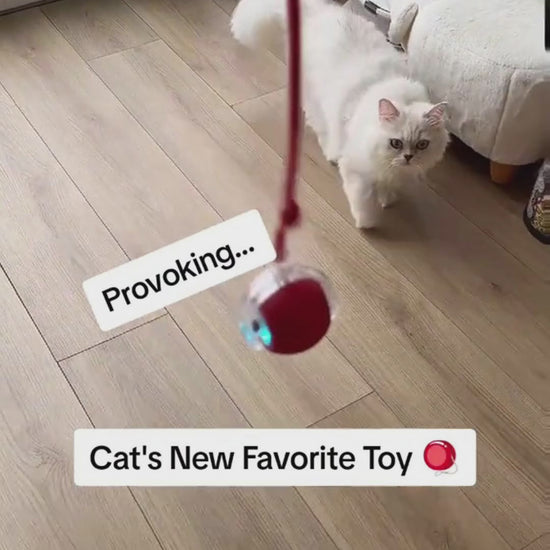 Balle Roulante 360° Nwira — modes LED et réactions du chat