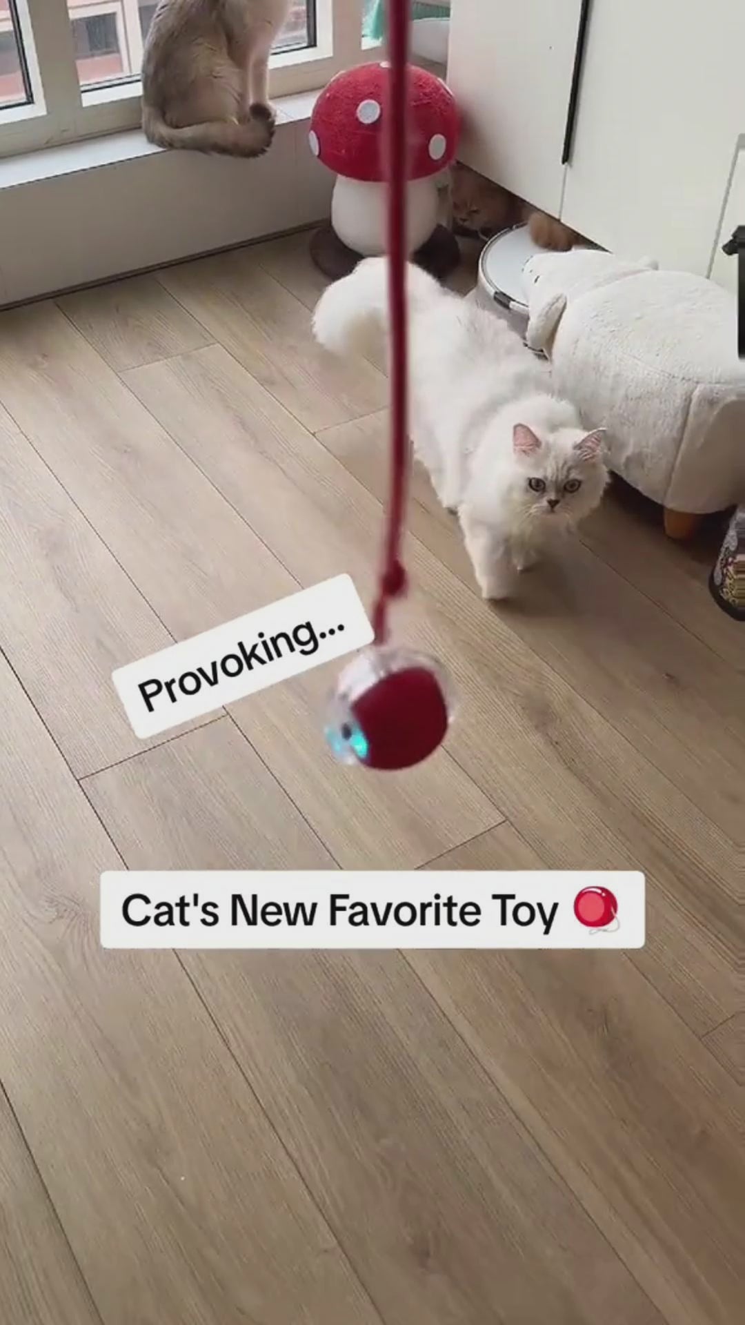 Balle Roulante 360° Nwira — modes LED et réactions du chat
